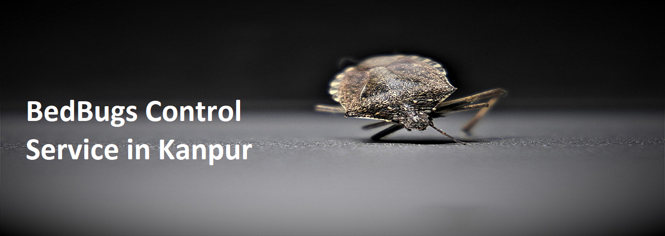Bedbugs Control Service in Kanpur