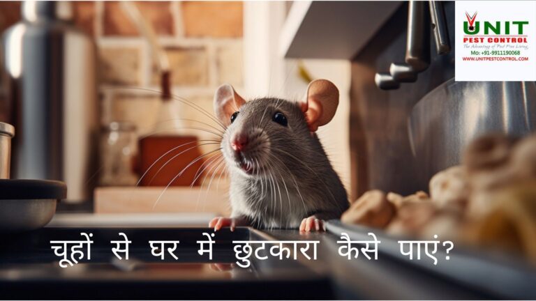 चूहों से घर में छुटकारा कैसे पाएं?