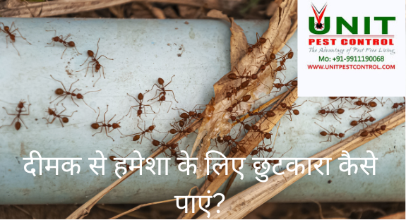 दीमक
