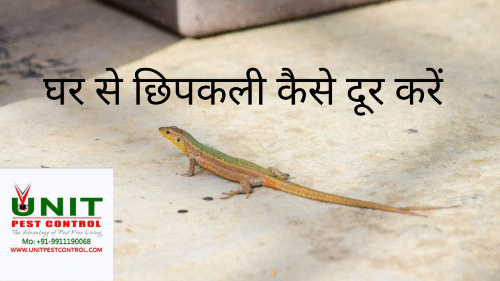 छिपकली